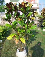 Ornamental Plants Manufacturer Supplier Wholesale Exporter Importer Buyer Trader Retailer in Kolkata Bangol India